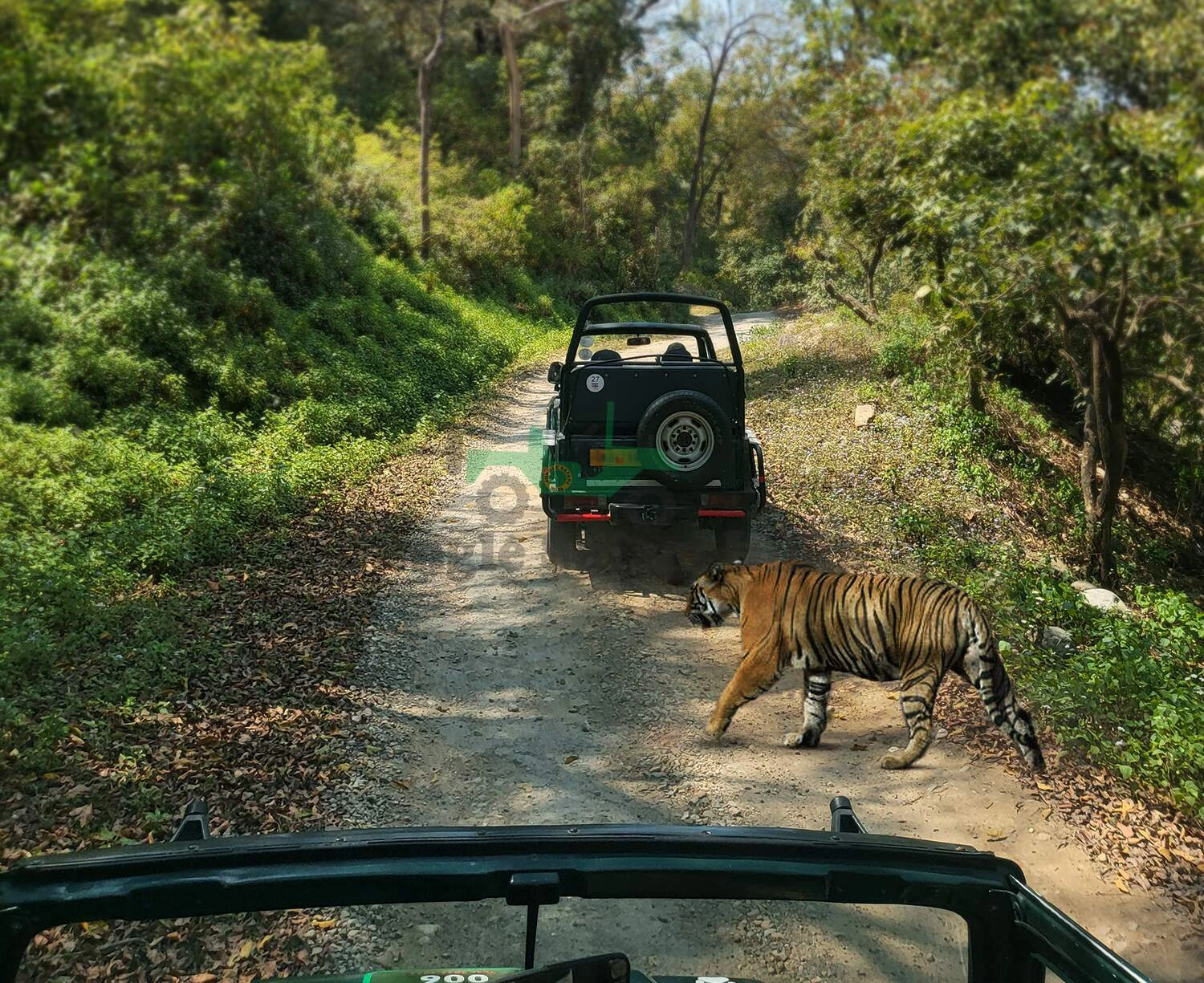 Ranthambore Tour 2 Night / 3 Days Tour With 2 Times Gypsy Safari